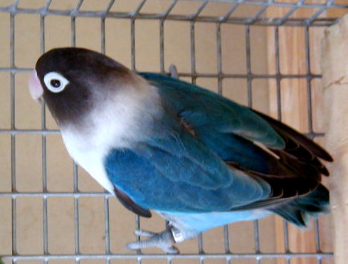 cobalt masked lovebird