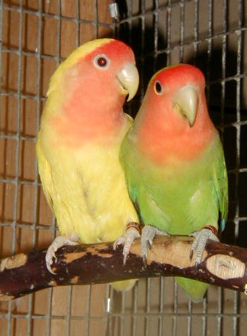 peach faced lovebird pied